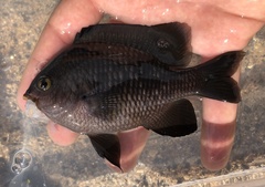 Plectroglyphidodon marginatus