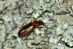 Cymindis decora