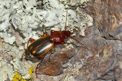 Cymindis lateralis
