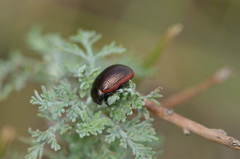 Chrysolina marginata