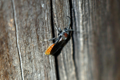 Sphaeropthalma imperialis