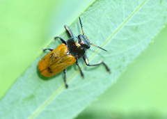 Labidostomis pallidipennis