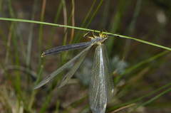 Deutoleon lineatus