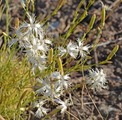 Dianthus klokovii
