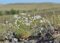 Dianthus klokovii