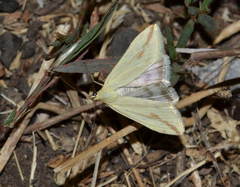 Loxostege deliblatica