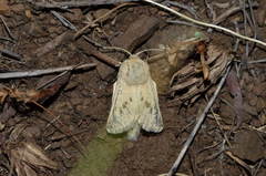 Dyspessa salicicola