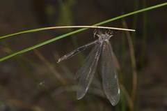Myrmeleon formicarius
