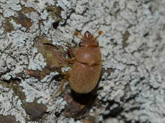 Codocera ferruginea