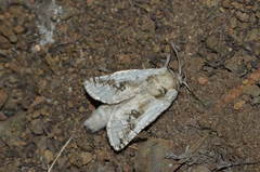 Parahypopta caestrum