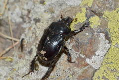 Ceratophyus polyceros
