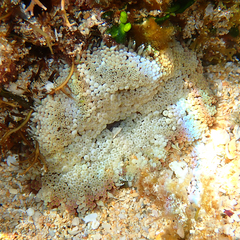 Stichodactyla tapetum