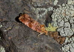 Olethreutes spiraeana