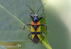 Fibrenus gibbicollis