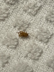Myrmecophilidae