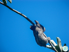 Bradypus variegatus brasiliensis