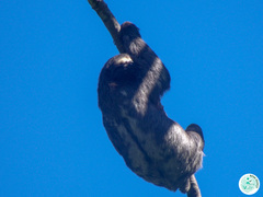 Bradypus variegatus brasiliensis