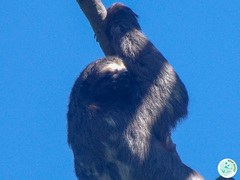 Bradypus variegatus brasiliensis