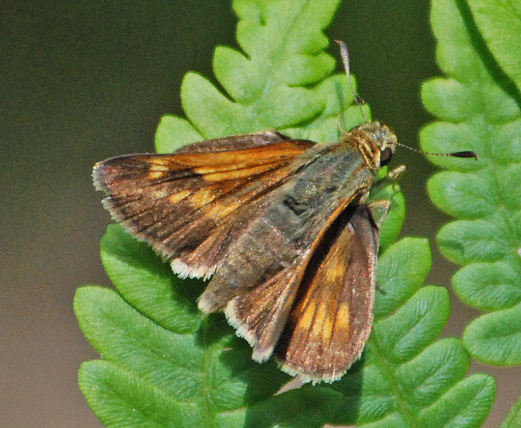 Polites