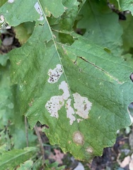 Cameraria hamadryadella