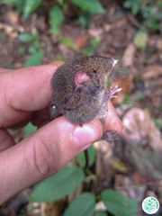 Abrawayaomys ruschii