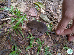 Abrawayaomys ruschii