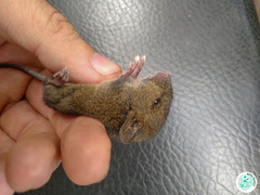 Abrawayaomys ruschii