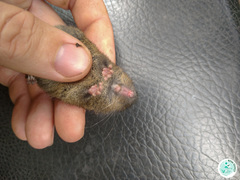 Abrawayaomys ruschii