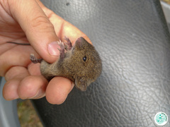 Abrawayaomys ruschii