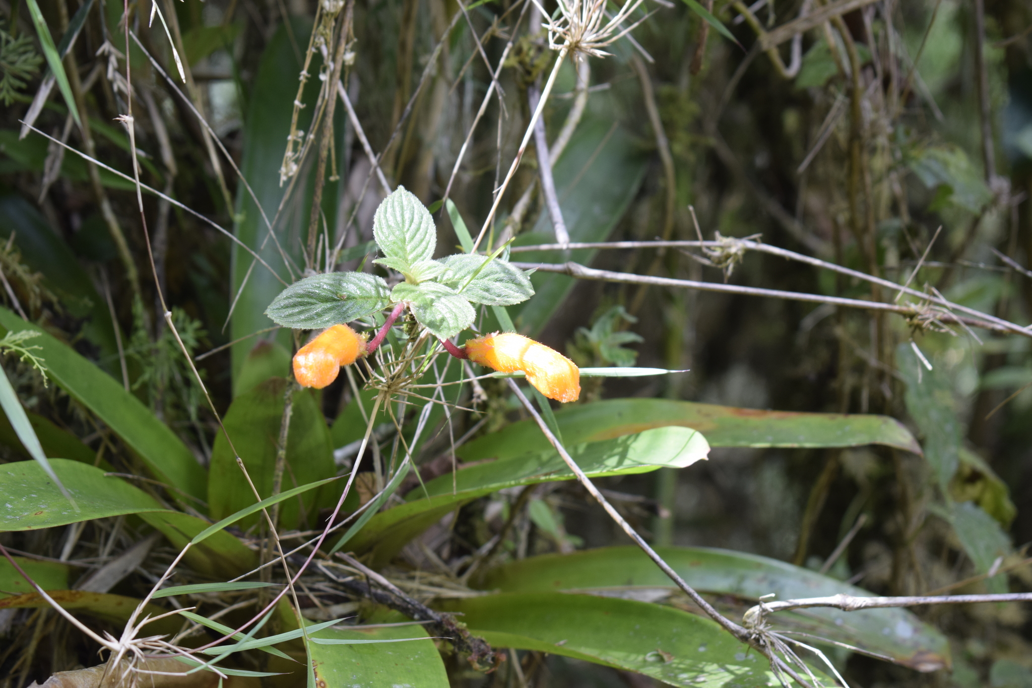Columnea image