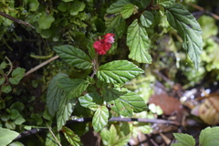 Begonia urticae