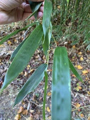 Phyllostachys aureosulcata