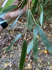 Phyllostachys aureosulcata