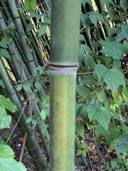 Phyllostachys aureosulcata
