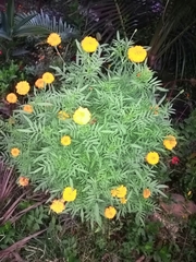 Tagetes patula
