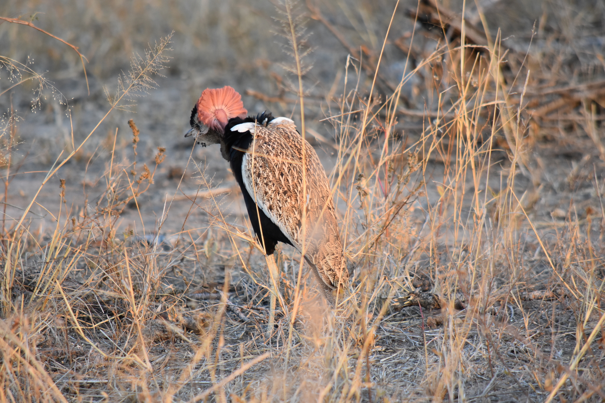 Red-crested Bustard illustration