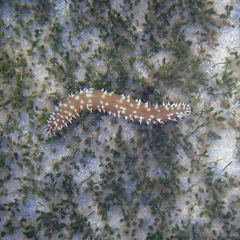 Holothuria hilla
