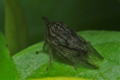 Aconophora compressa