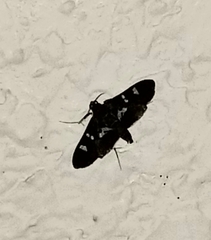 Desmia deploralis