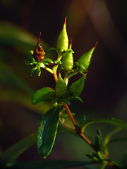 Hypericum densiflorum