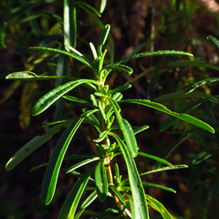 Hypericum densiflorum
