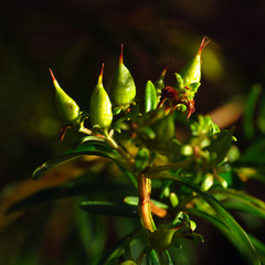 Hypericum densiflorum