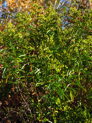 Hypericum densiflorum