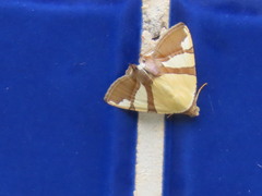 Eulepidotis julianata