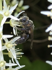 Andrena vicina