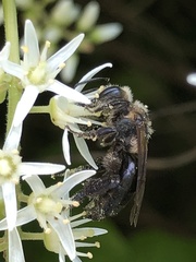 Andrena vicina