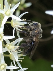 Andrena vicina