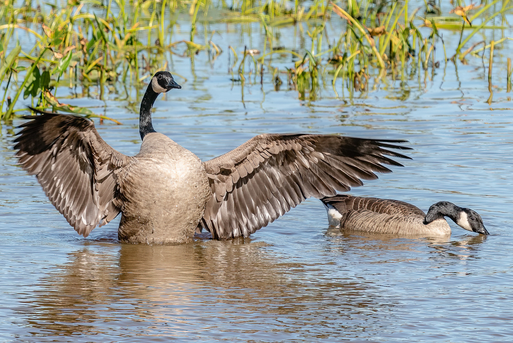 Canada goose mexico argentina Clearance