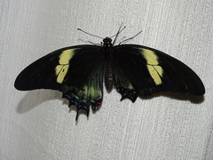 Heraclides androgeus laodocus