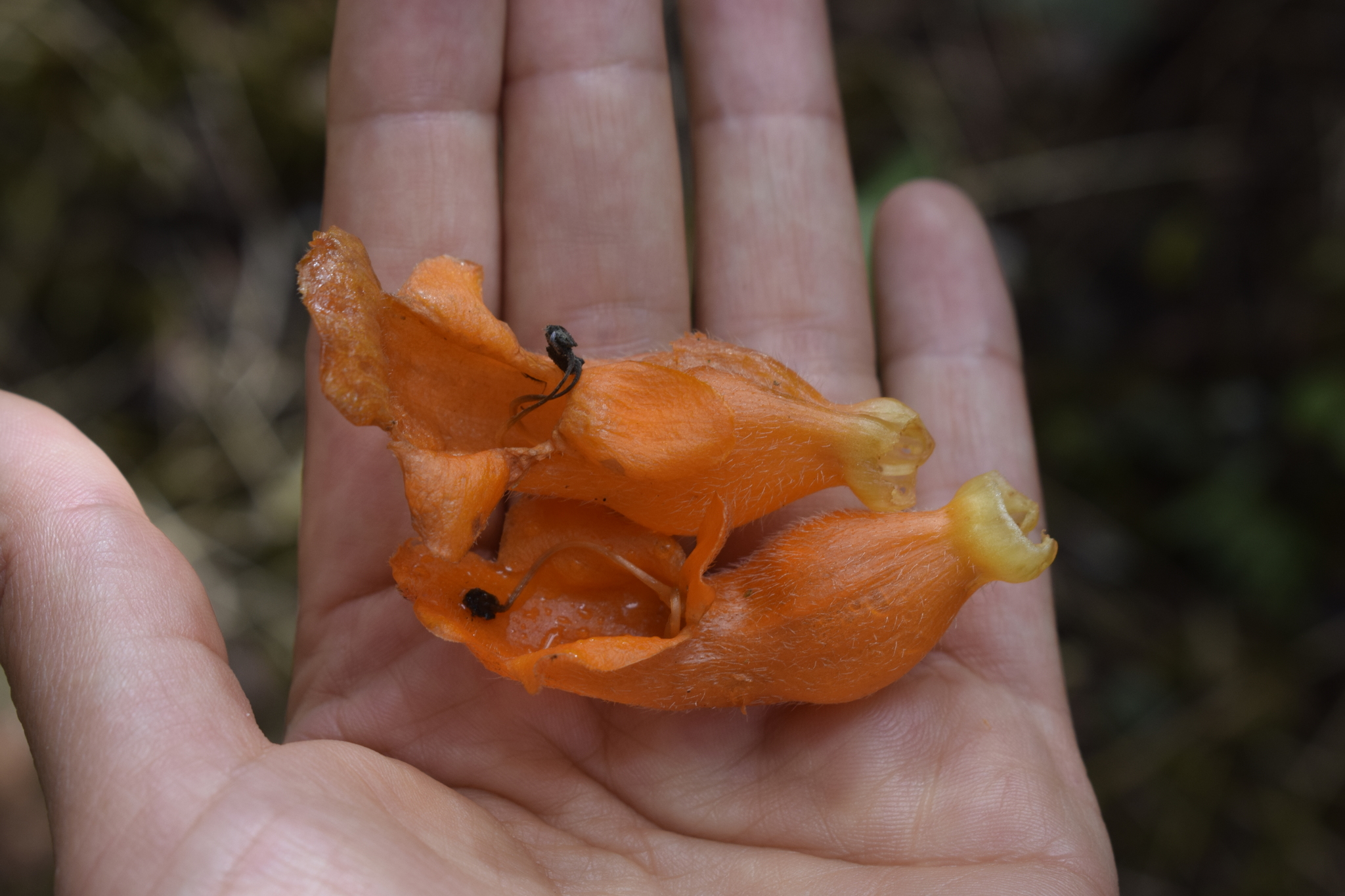Columnea strigosa image
